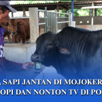 Sapi Jantan Jenis Angus