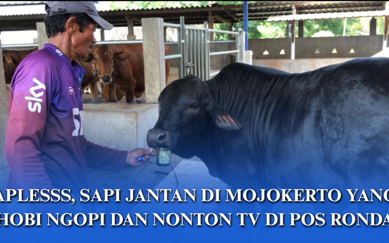 Sapi Jantan Jenis Angus